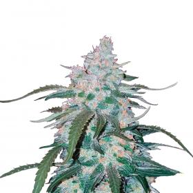 Pineapple Express Autoflowering Feminised Seeds